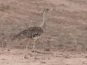 Ardeotis australis (Australian Bustard).jpg